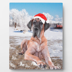 Niedlicher Großer Däne Hund sitzend im Schneehuhhu Fotoplatte