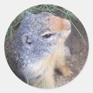 Niedlicher Groundhog Aufkleber