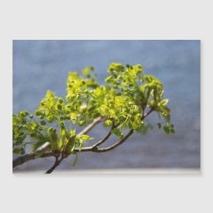 Niedlicher grüner Wind Magnetkarte