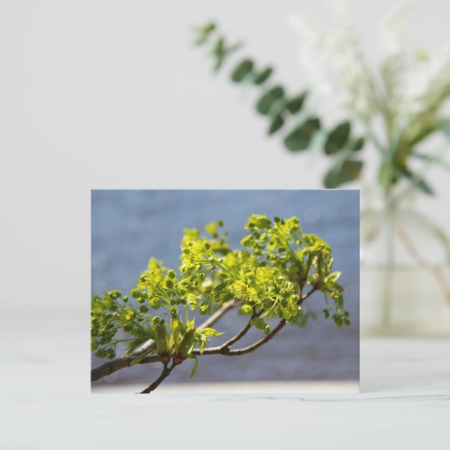 Niedlicher grüner Wind Postkarte (Stehend Vorderseite)
