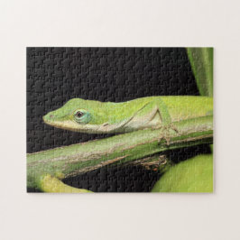 Niedlicher Grüngarten Anole Lizard Natur Wildlife