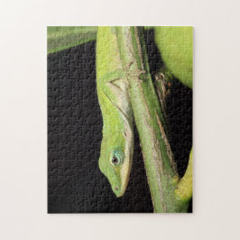 Niedlicher Grüngarten Anole Lizard Natur Wildlife