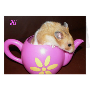 Niedlicher Hamster