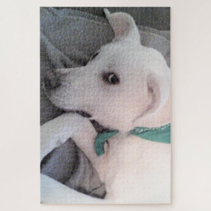 Niedlicher hellbrauner Hund mit grünem Scarf