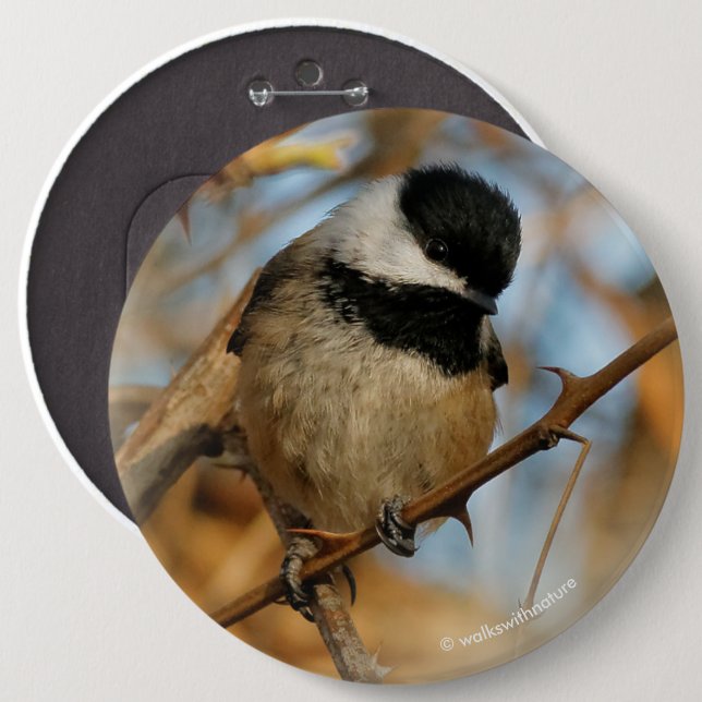 Niedlicher hoffnungsvoller Schwarzkicherling-Songb Button (Vorne & Hinten)