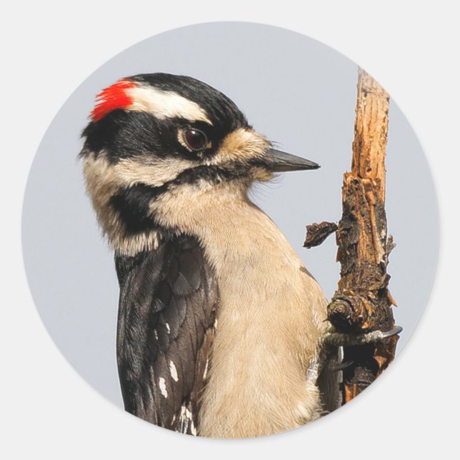Niedlicher Holzspecht auf Obstbaum Runder Aufkleber (Vorderseite)