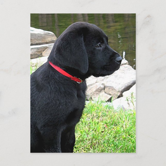 Niedlicher Hund aus dem Black Lab - Labrador Retri Postkarte (Vorderseite)