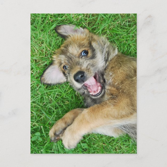 Niedlicher Hund Berger Picard Welpe. Postkarte (Vorderseite)