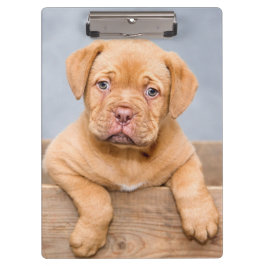 Niedlicher Hund De Bordeaux Welpenhund Klemmbrett