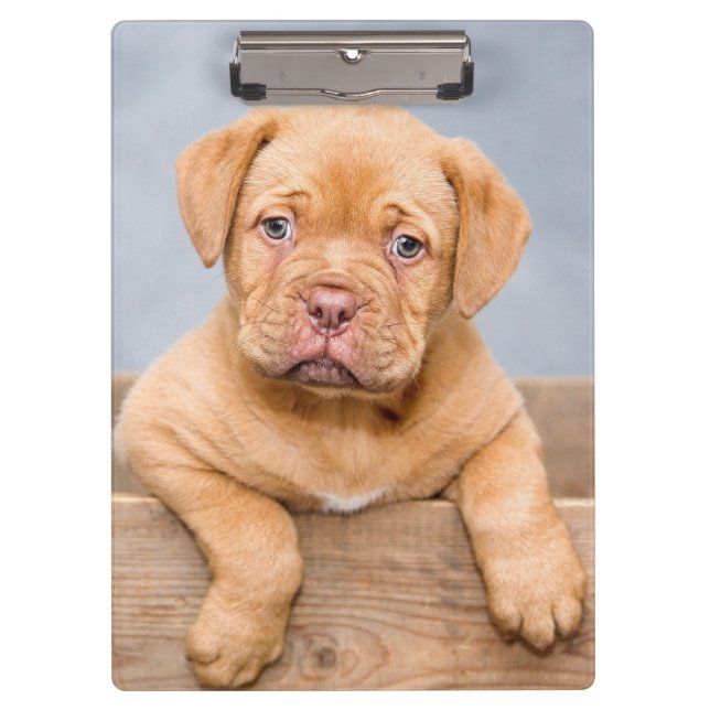 Niedlicher Hund De Bordeaux Welpenhund Klemmbrett (Vorderseite)