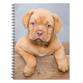 Niedlicher Hund De Bordeaux Welpenhund Notizblock