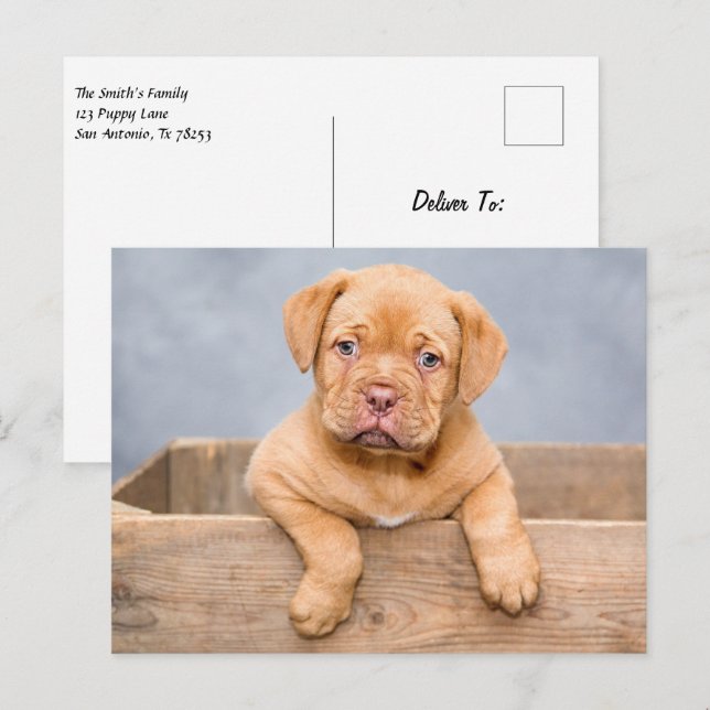 Niedlicher Hund De Bordeaux Welpenhund Postkarte (Vorne/Hinten)