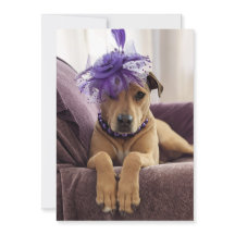 Niedlicher Hund Foto-Karte extravagantes Kleid