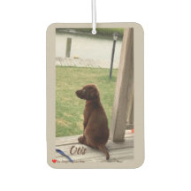 Niedlicher Hund, Hinterhof und Bach