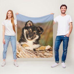 Niedlicher Hund isländisch Sheepdog Welpe in einem Fleecedecke