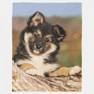 Niedlicher Hund isländisch Sheepdog Welpe in einem Fleecedecke
