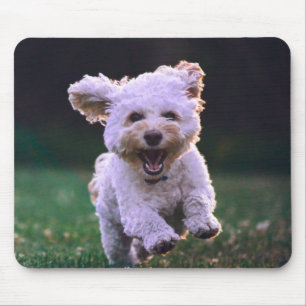 Niedlicher Hund mit weißem Löffel Mousepad