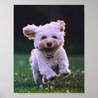 Niedlicher Hund mit weißem Löffel