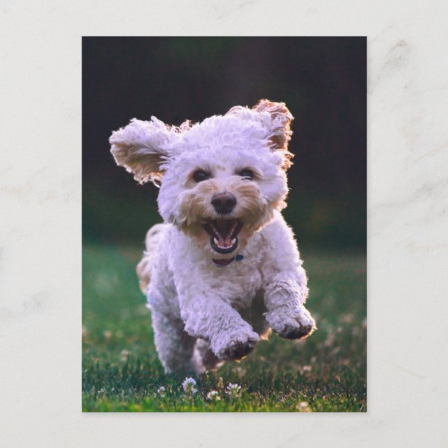 Niedlicher Hund mit weißem Löffel Postkarte (Vorderseite)