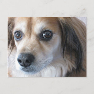 niedlicher Hund Postkarte