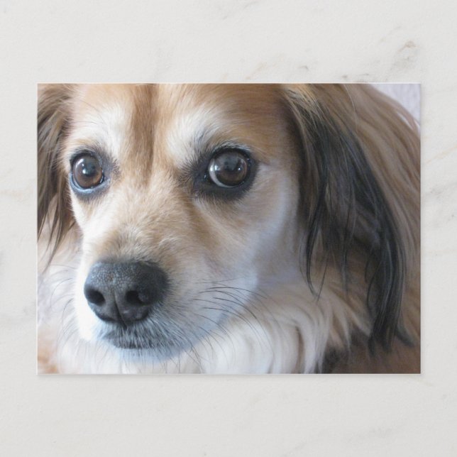 niedlicher Hund Postkarte (Vorderseite)