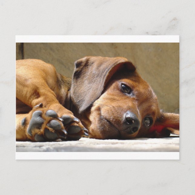 Niedlicher Hund Postkarte (Vorderseite)