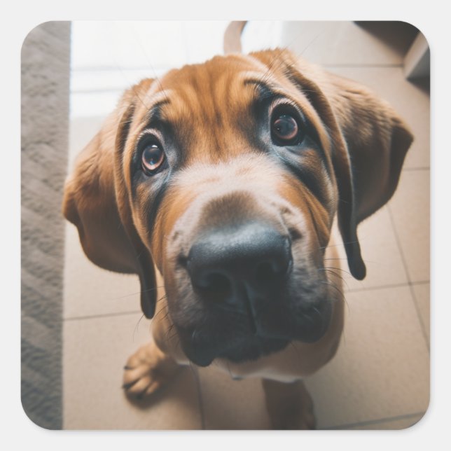 Niedlicher Hund Quadratischer Aufkleber (Vorderseite)