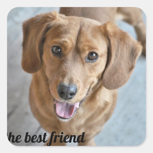 Niedlicher Hund Quadratischer Aufkleber (Vorderseite)
