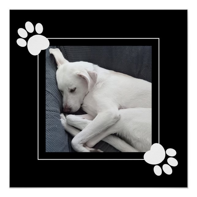 Niedlicher Hund Single 1 Foto Schwarz und Weiß Paw Poster (Vorderseite)