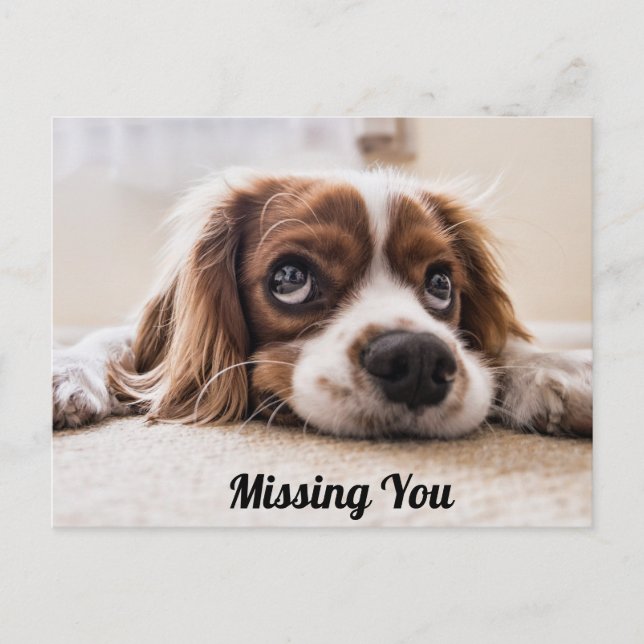 Niedlicher Hund/Spaniel Sad Eyes Foto Vermisst Postkarte (Vorderseite)