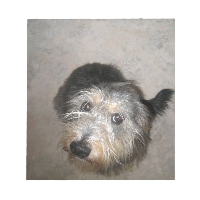 Niedlicher Hund sucht Notizblock (Vorderseite)
