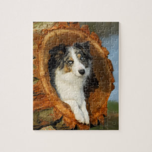 niedlicher Hund von Border Collie
