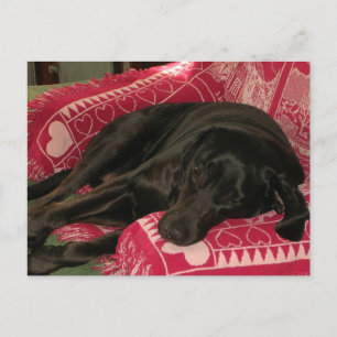 Niedlicher Hund "Wish You Were here" Postkarte