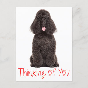Niedlicher Hunde Liebe Schwarzes Poodle Denken Sie Postkarte