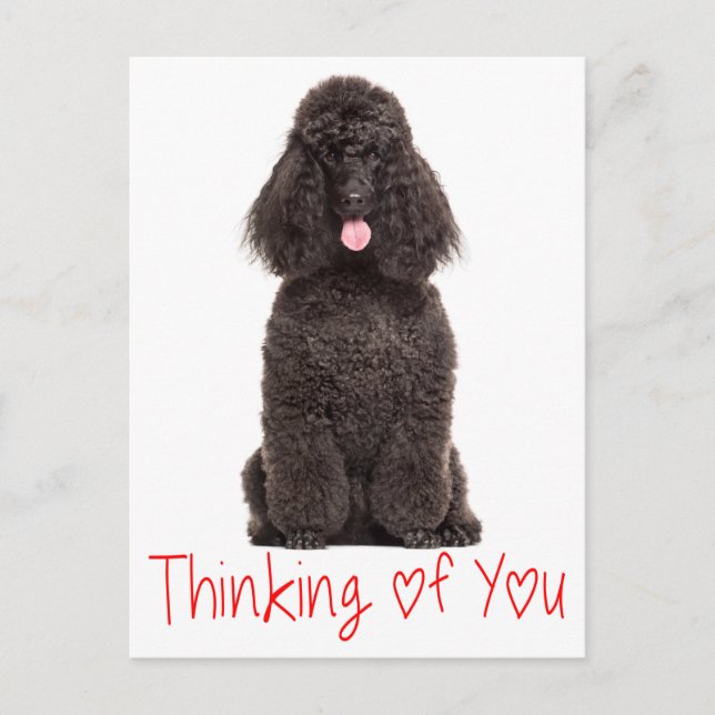Niedlicher Hunde Liebe Schwarzes Poodle Denken Sie Postkarte (Vorderseite)