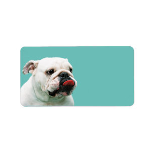 Niedlicher Hundehund Adressaufkleber