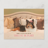 Niedlicher Hundehütter | Sheltie Postcard