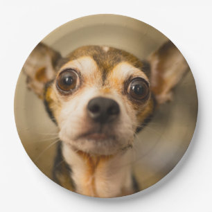 Niedlicher Hundepapier-Teller 10 Pappteller