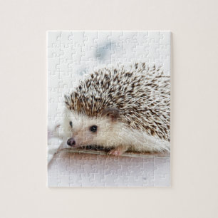 Niedlicher Igel