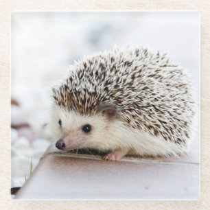 Niedlicher Igel Baby Glasuntersetzer