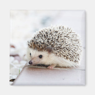 Niedlicher Igel Baby Magnet