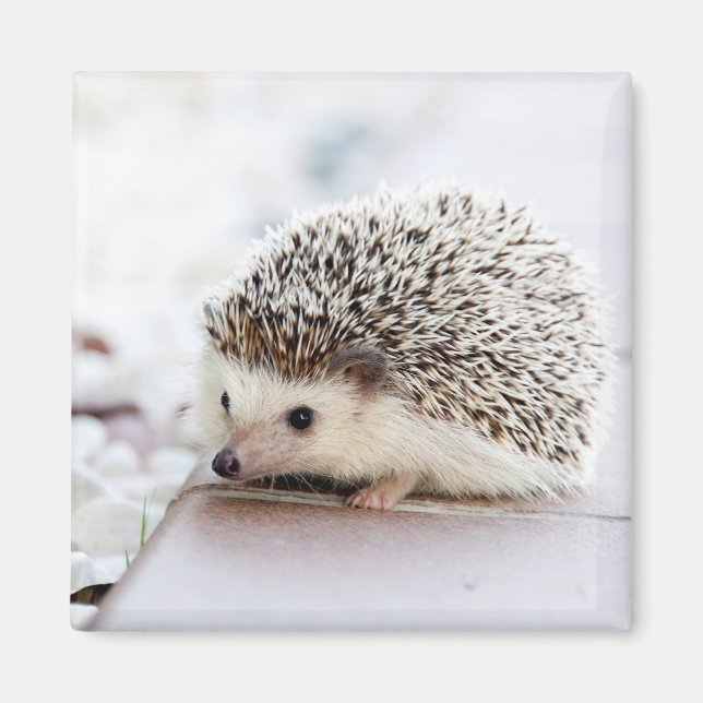 Niedlicher Igel Baby Magnet (Vorne)