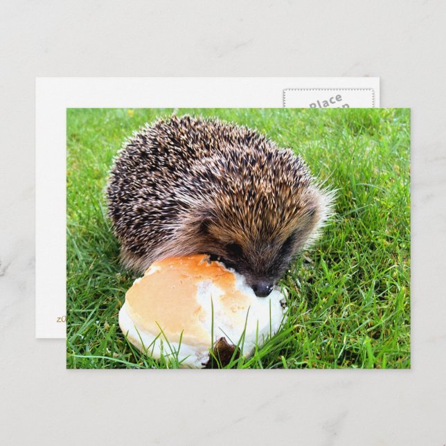 NIEDLICHER IGEL POSTKARTE (Vorne/Hinten)