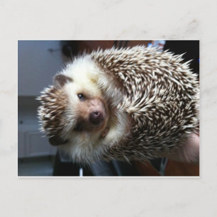 Niedlicher Igel Postkarte