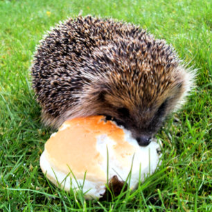 NIEDLICHER IGEL REISEBECHER