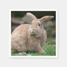 Niedlicher Ingwer mit großen Ohren