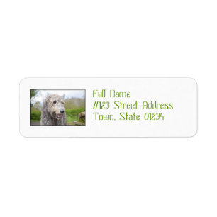 Niedlicher irischer Wolfhound