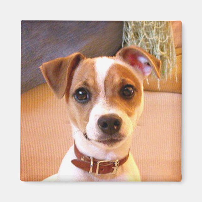 Niedlicher Jack Russell Terrier Magnet (Vorne)