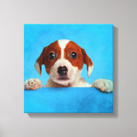 Niedlicher Jack Russell Terrier Puppy