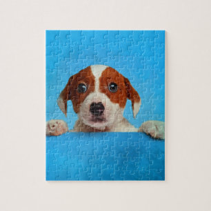 Niedlicher Jack-Russell-Terrier-Welpe